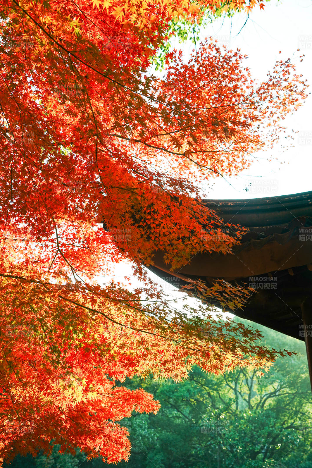 秋日红叶映古寺图片