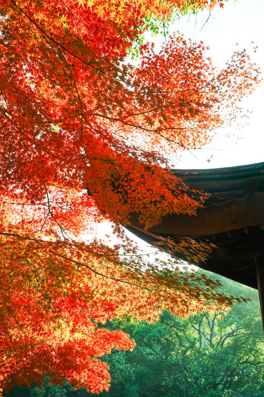 秋日红叶映古寺图片