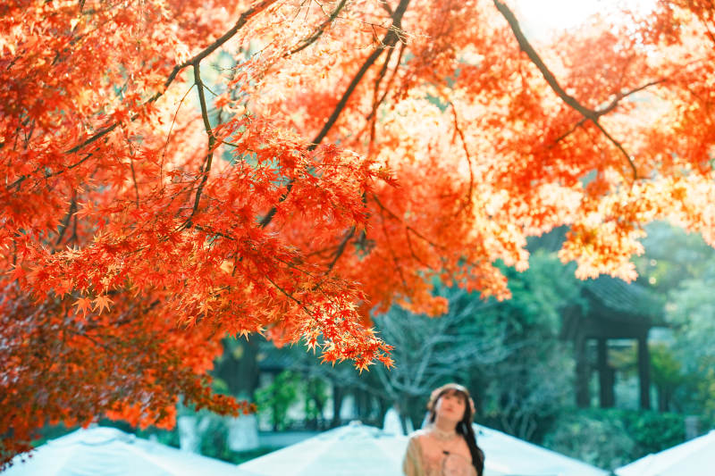 秋日红叶下的静谧时光图片