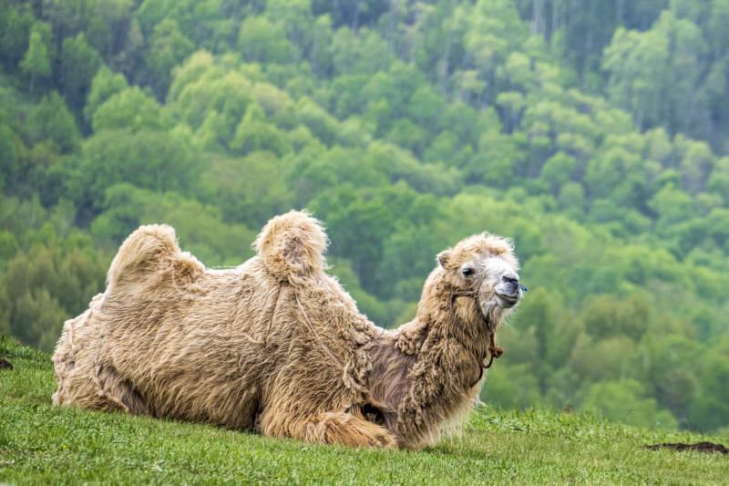 草原上的骆驼图片