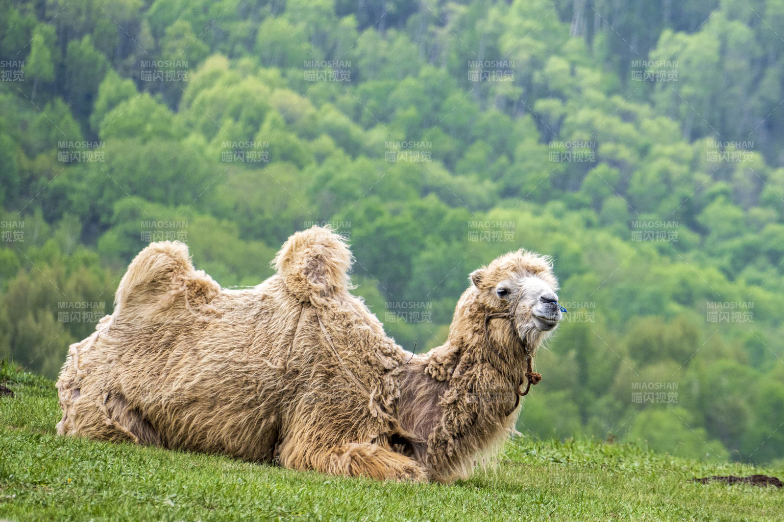 草原上的骆驼图片