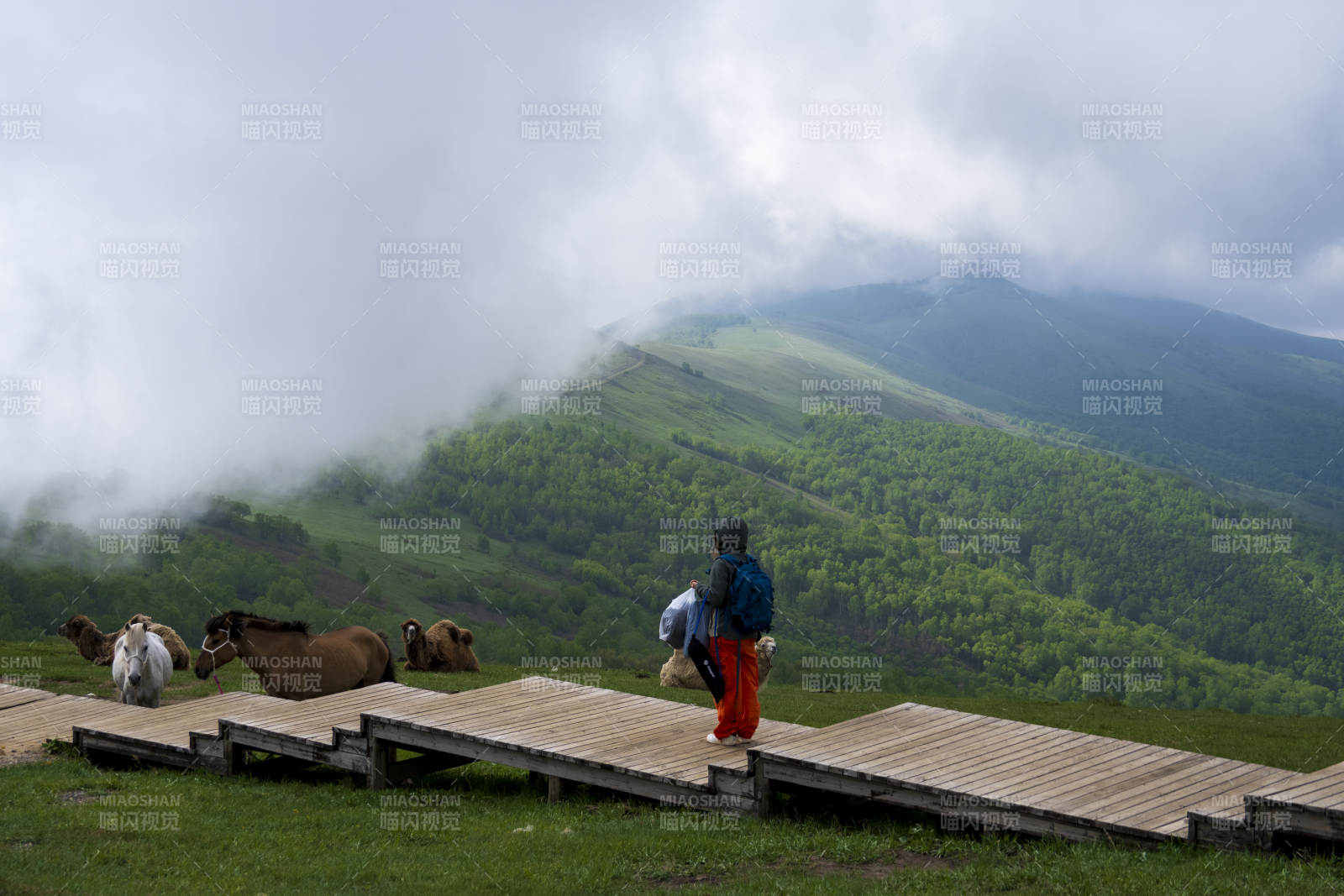 山间牧牛 云雾缭绕图片