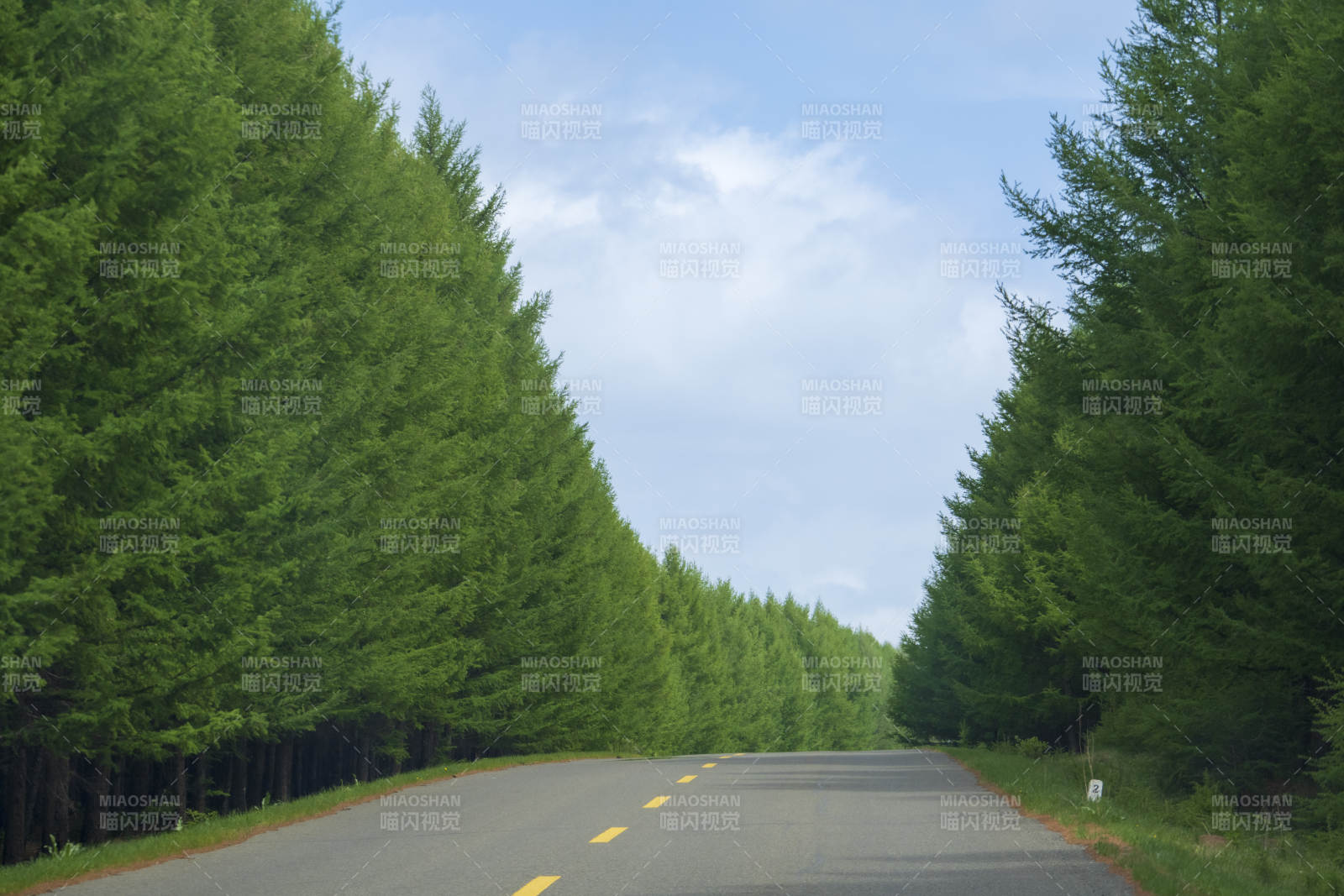 林间公路 绿树成荫图片