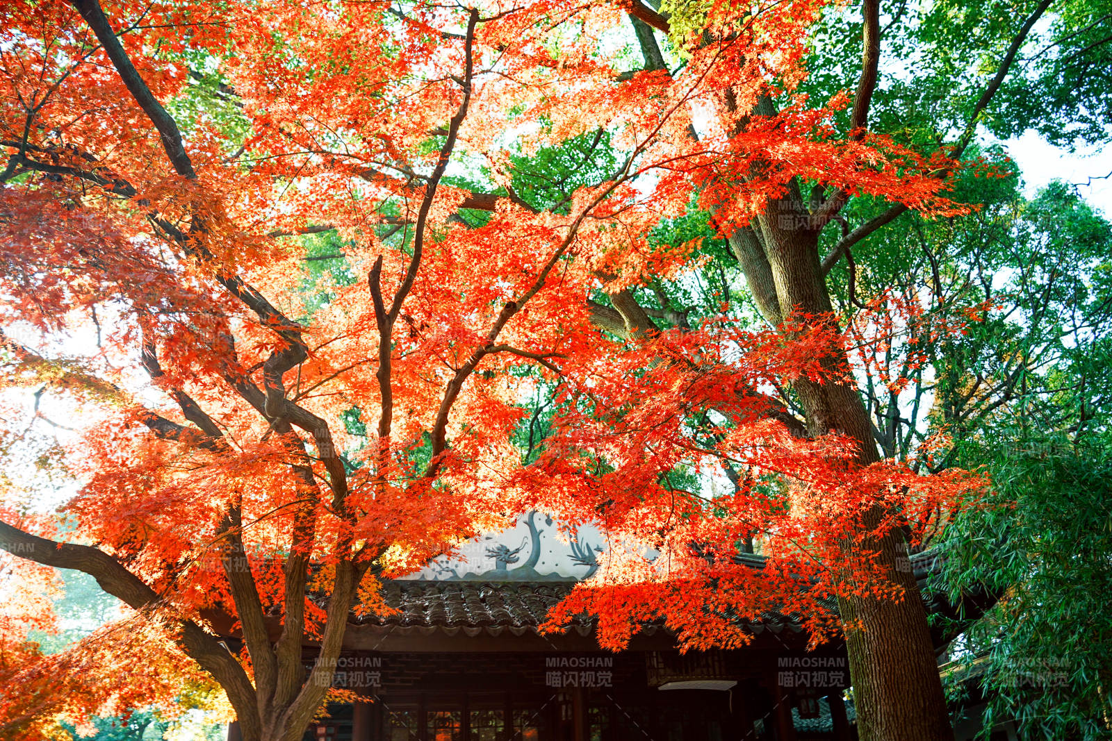 亭林园秋日红叶映古寺图片