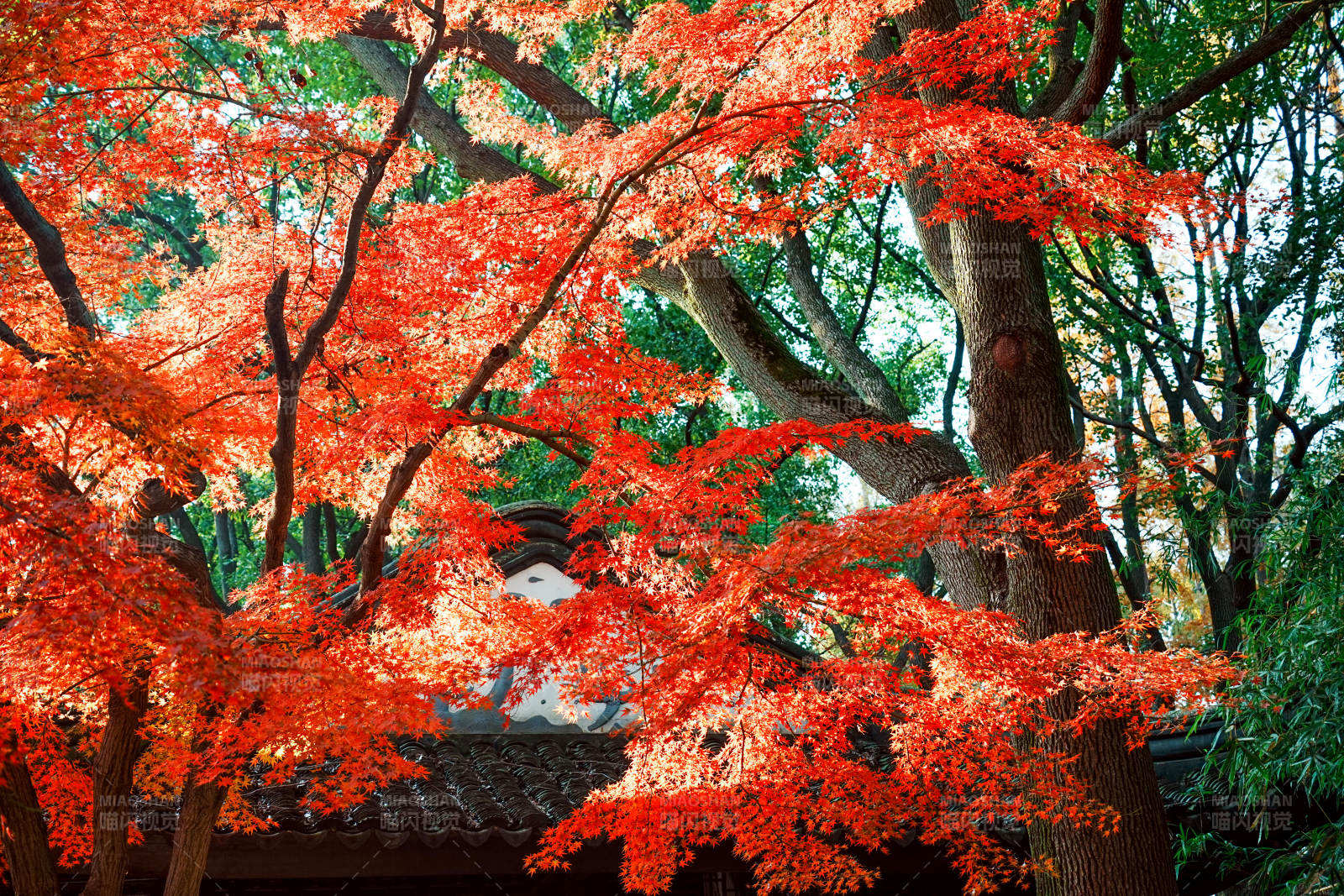 秋日红叶映古寺图片