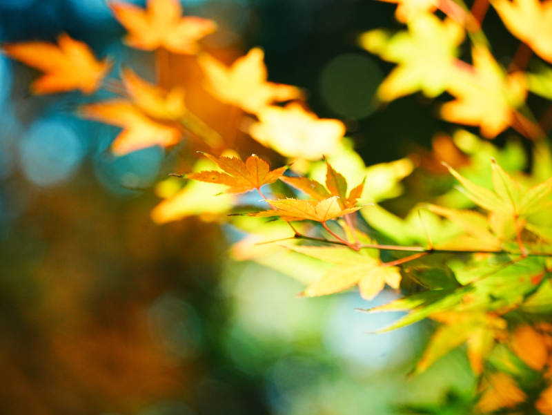 秋日阳光下的枫叶图片