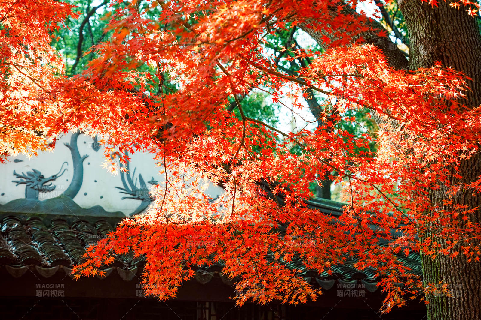 秋日红叶映古寺图片