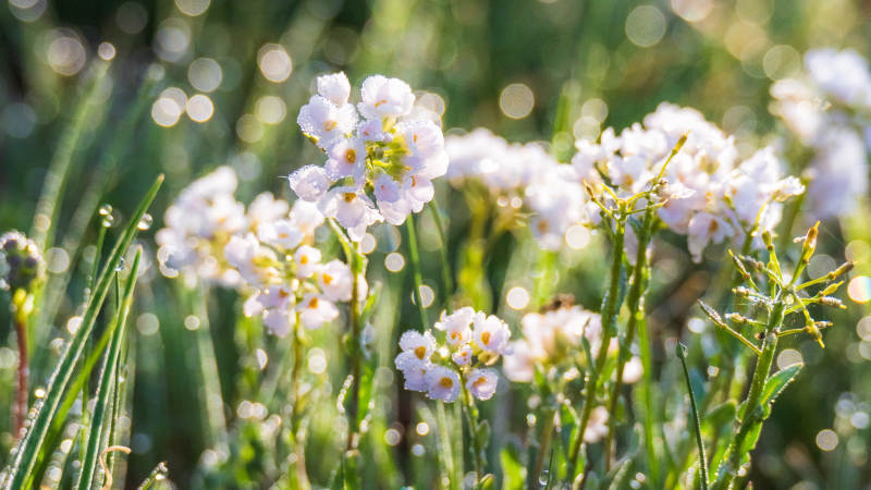 晨露中的小白花图片