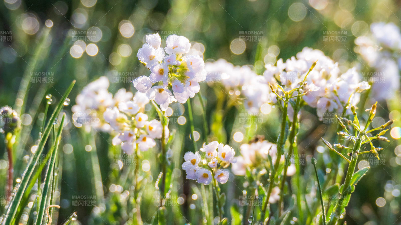 晨露中的小白花图片