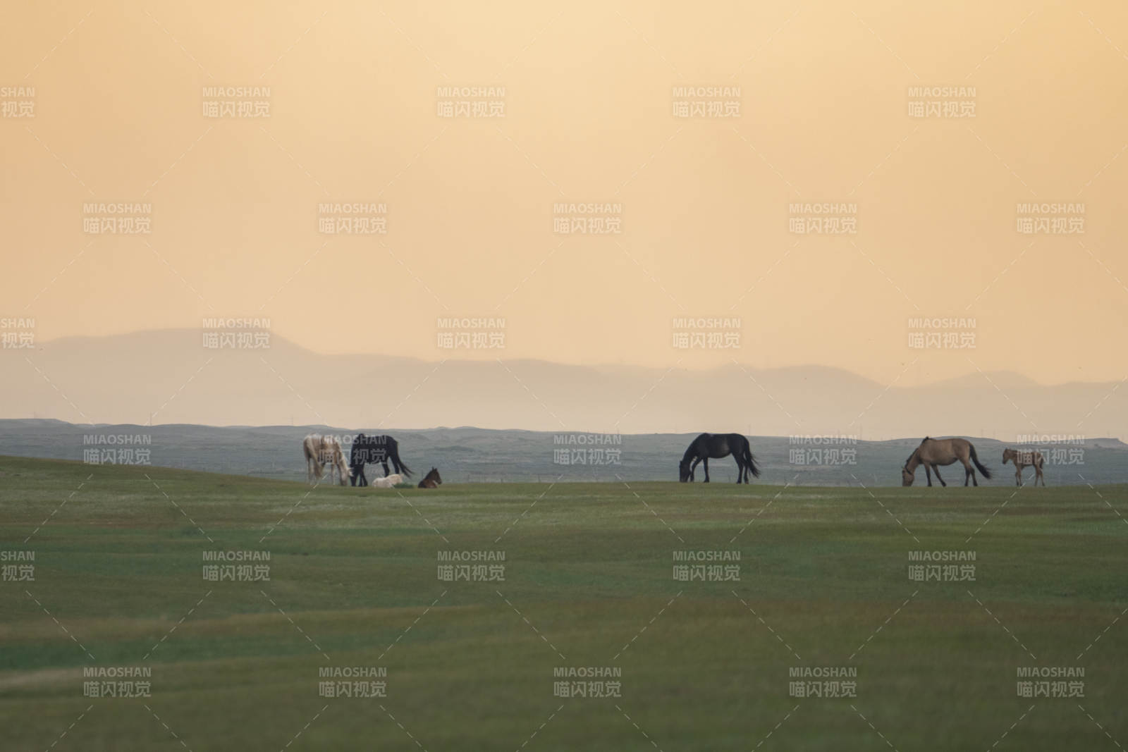 草原上的马群图片