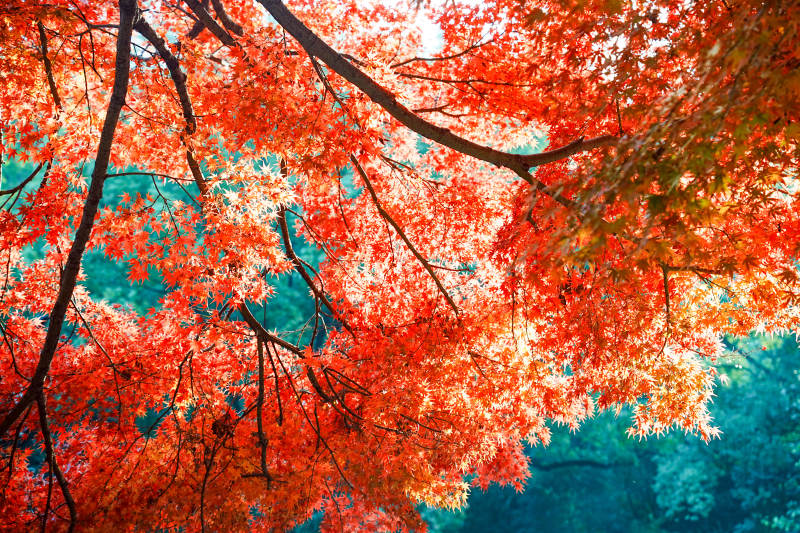 秋日红叶映蓝天图片
