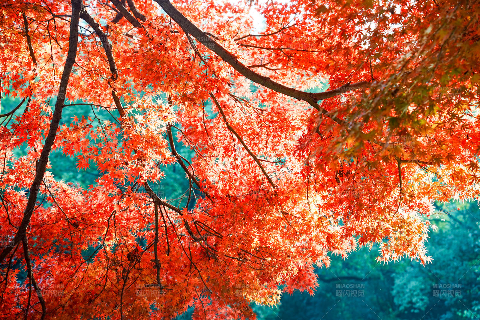 秋日红叶映蓝天图片