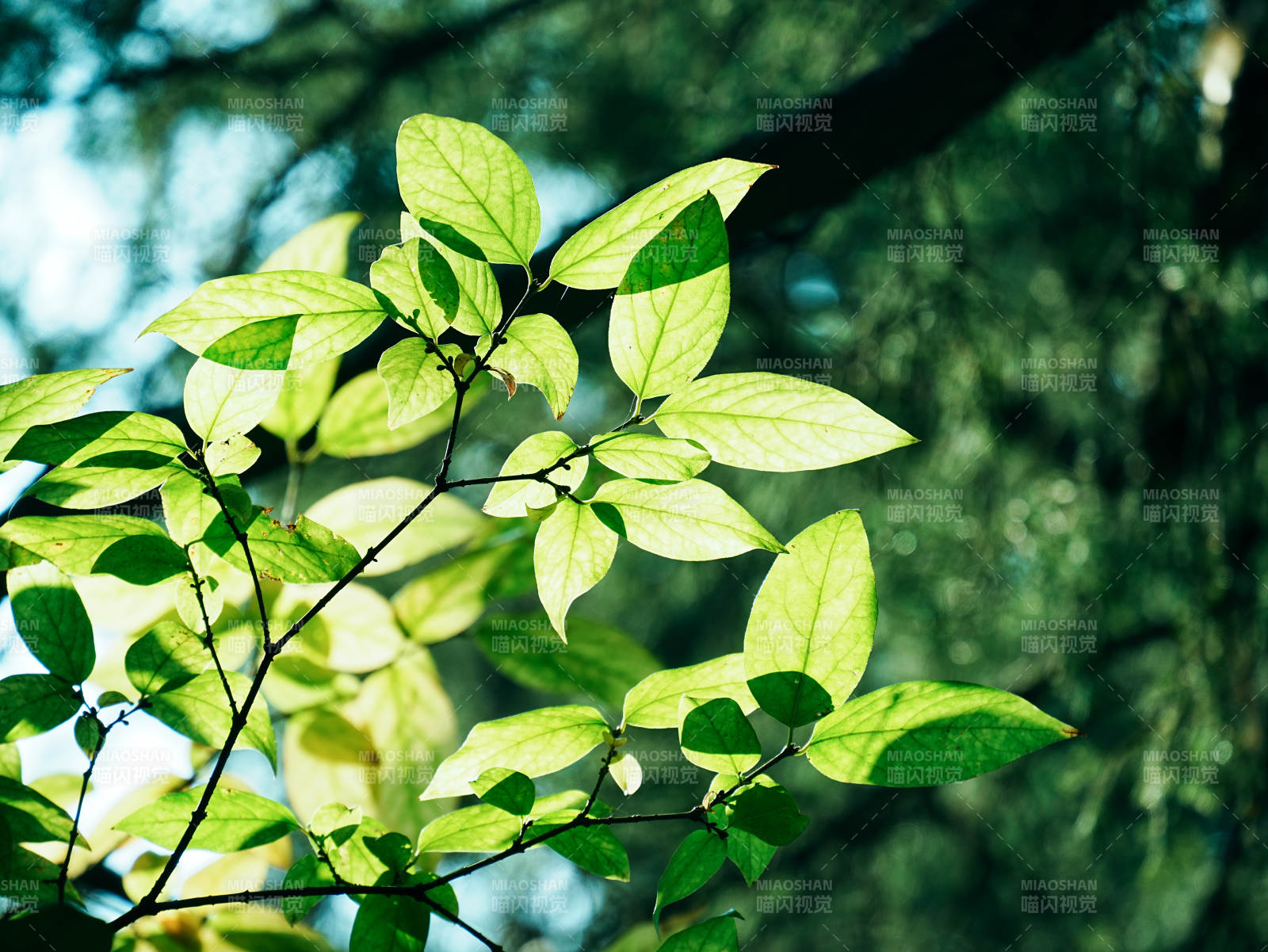 阳光下的绿叶生机勃勃图片