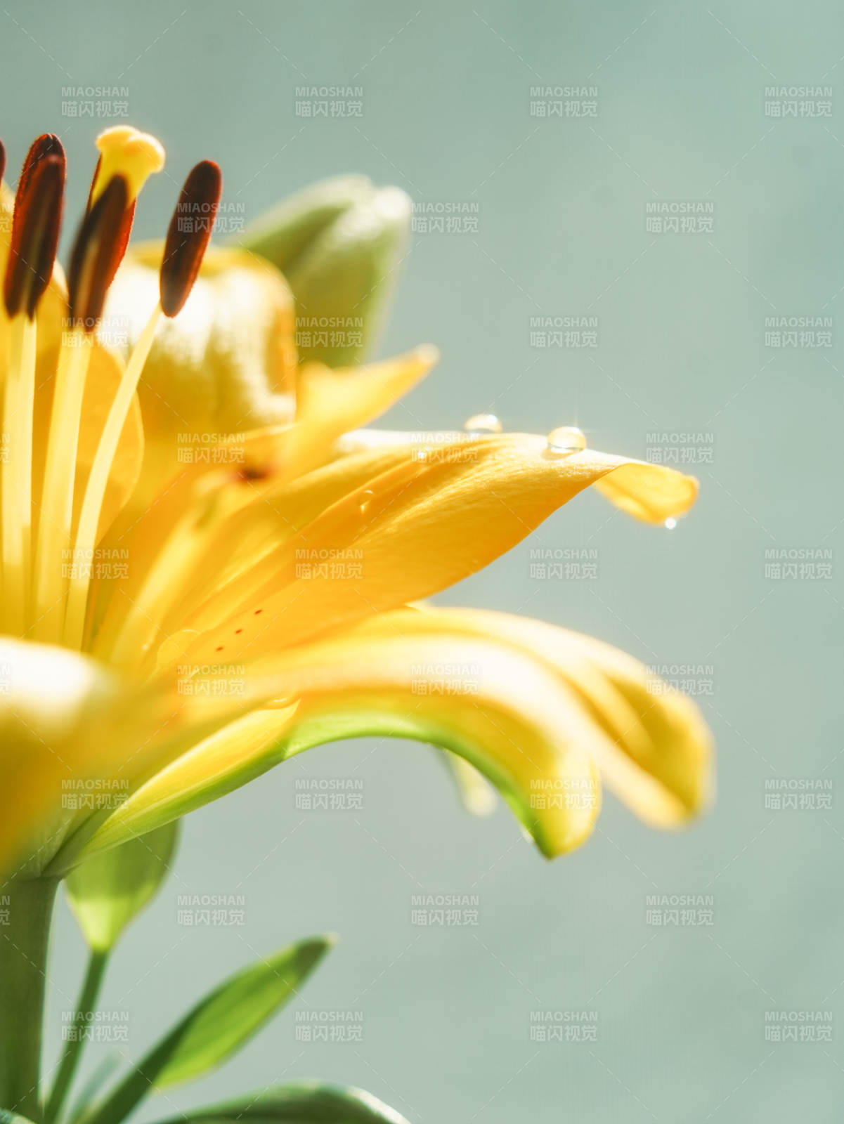 晨露中的黄色百合花图片