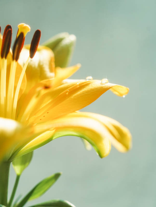 晨露中的黄色百合花图片