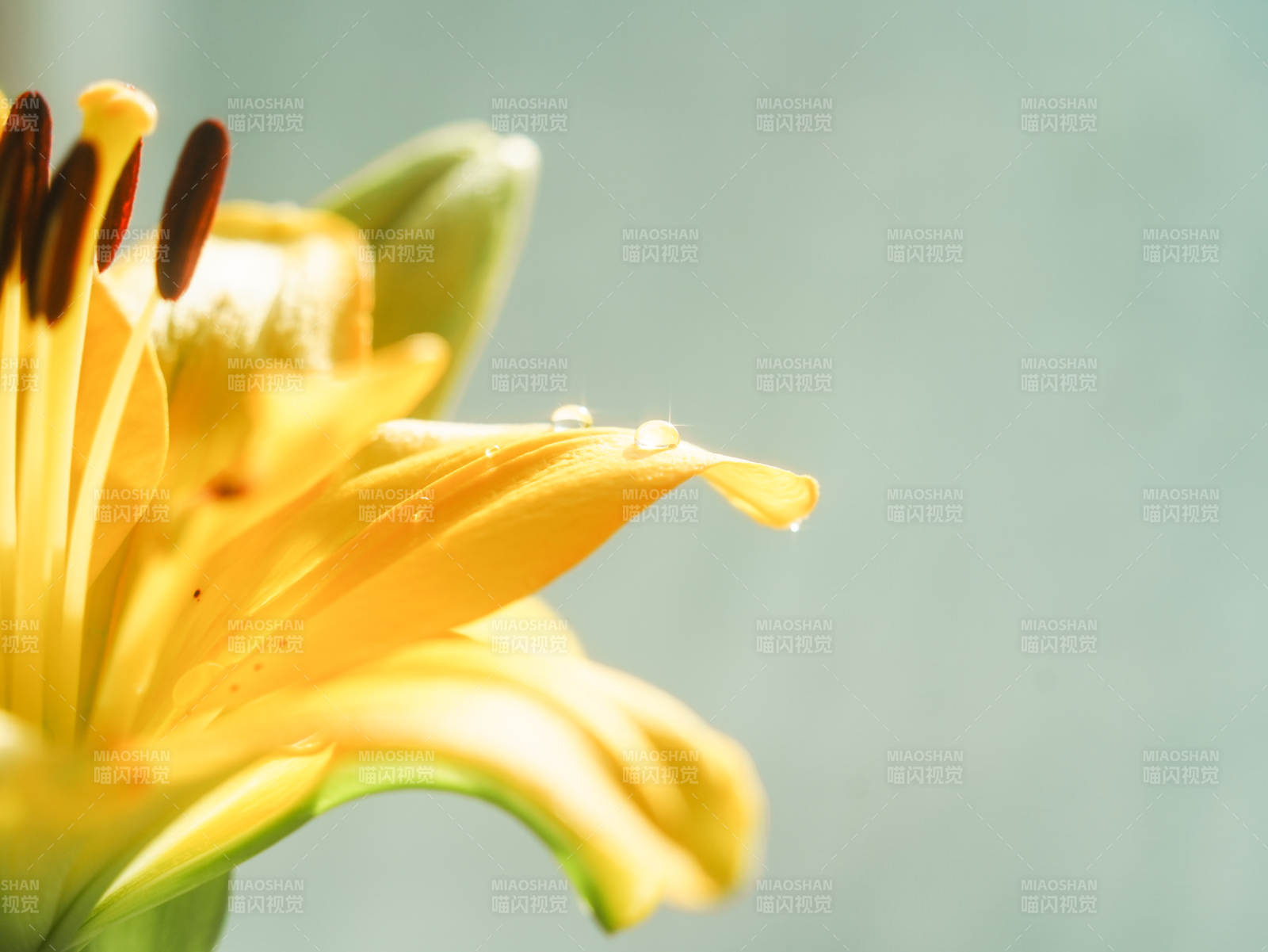 晨露黄花 清新自然图片