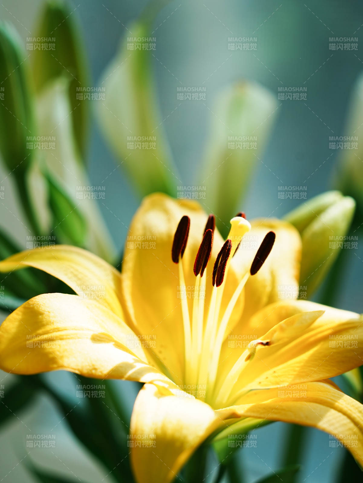 绽放的黄色百合花图片