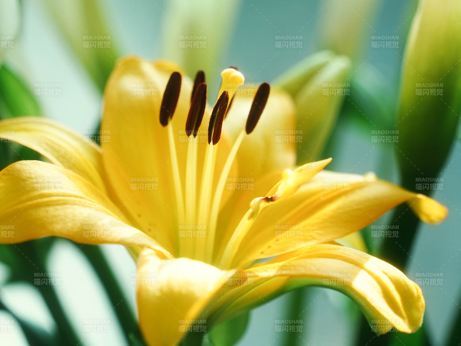 黄色百合花的美丽瞬间图片