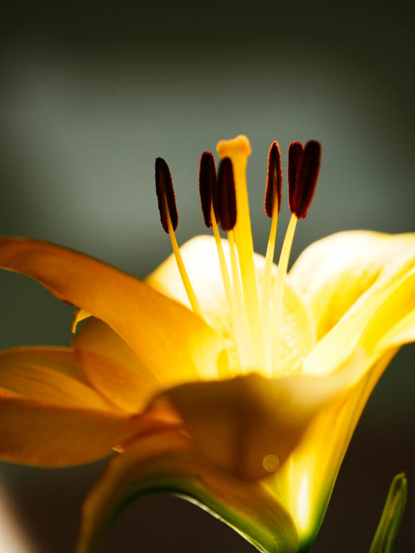 绽放的黄色百合花蕊图片