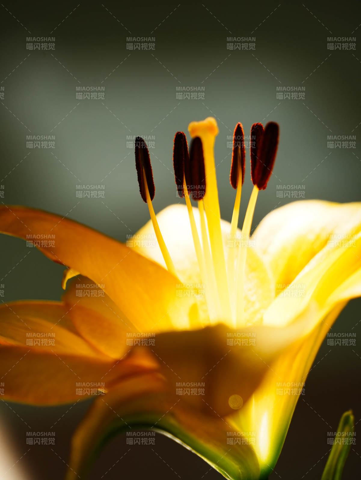 绽放的黄色百合花蕊图片