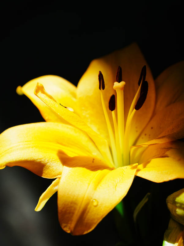 金色百合花的优雅绽放图片