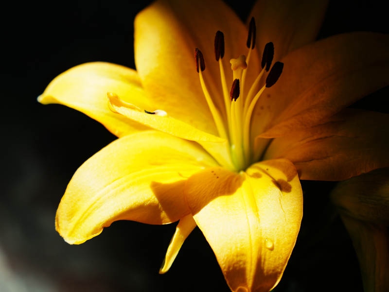 金色百合花的优雅绽放图片