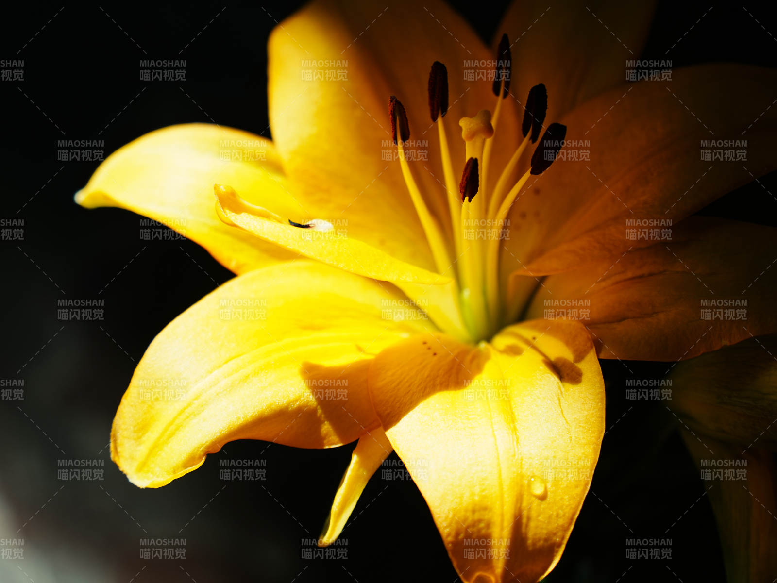 金色百合花的优雅绽放图片