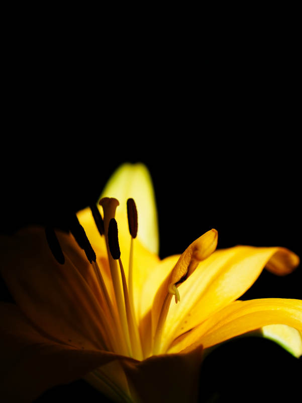 黑暗中的金色百合花图片