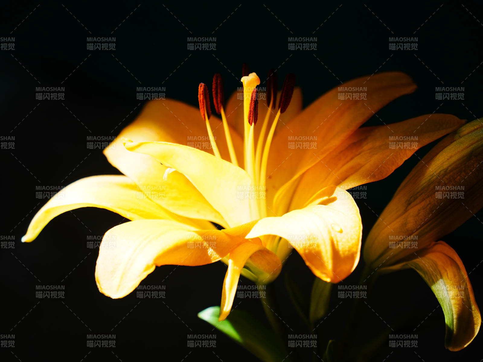 金色百合花的优雅绽放图片