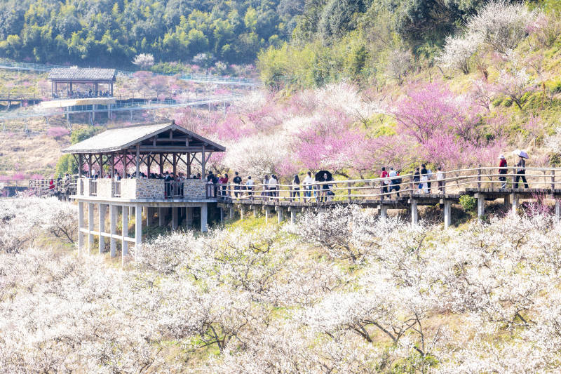 花海栈道 游人如织图片