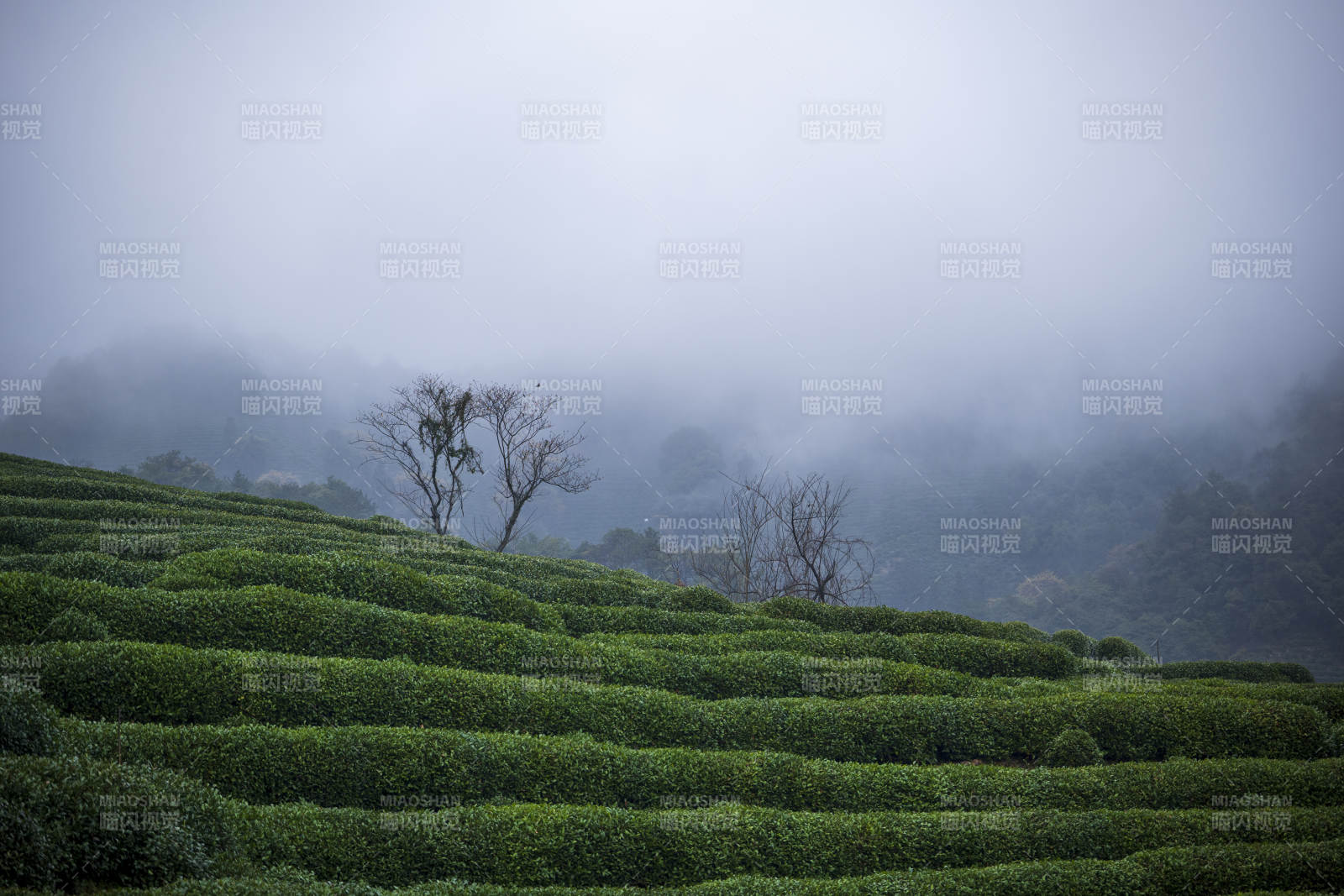 雾中茶园 静谧之美图片