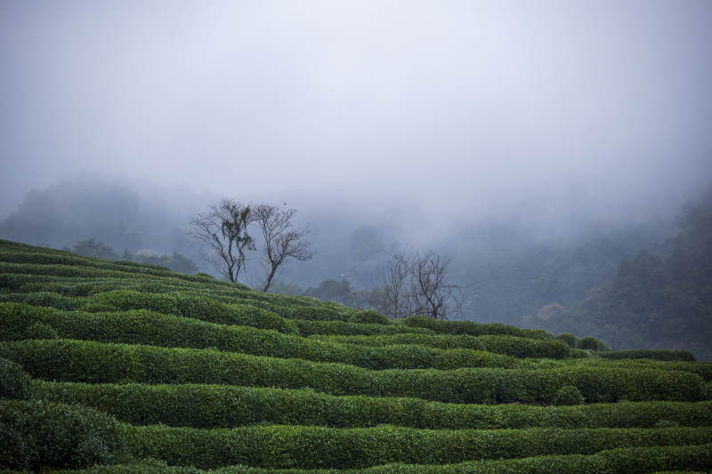 雾中茶园 静谧之美图片