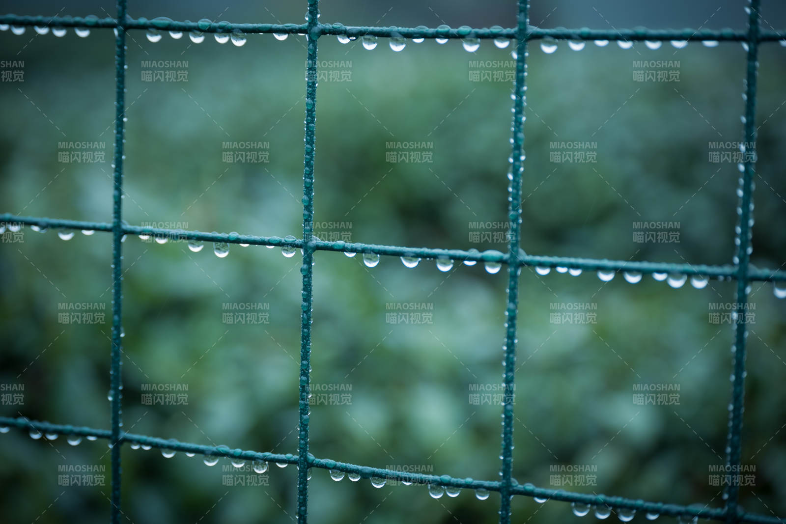 雨后绿网上的水珠图片