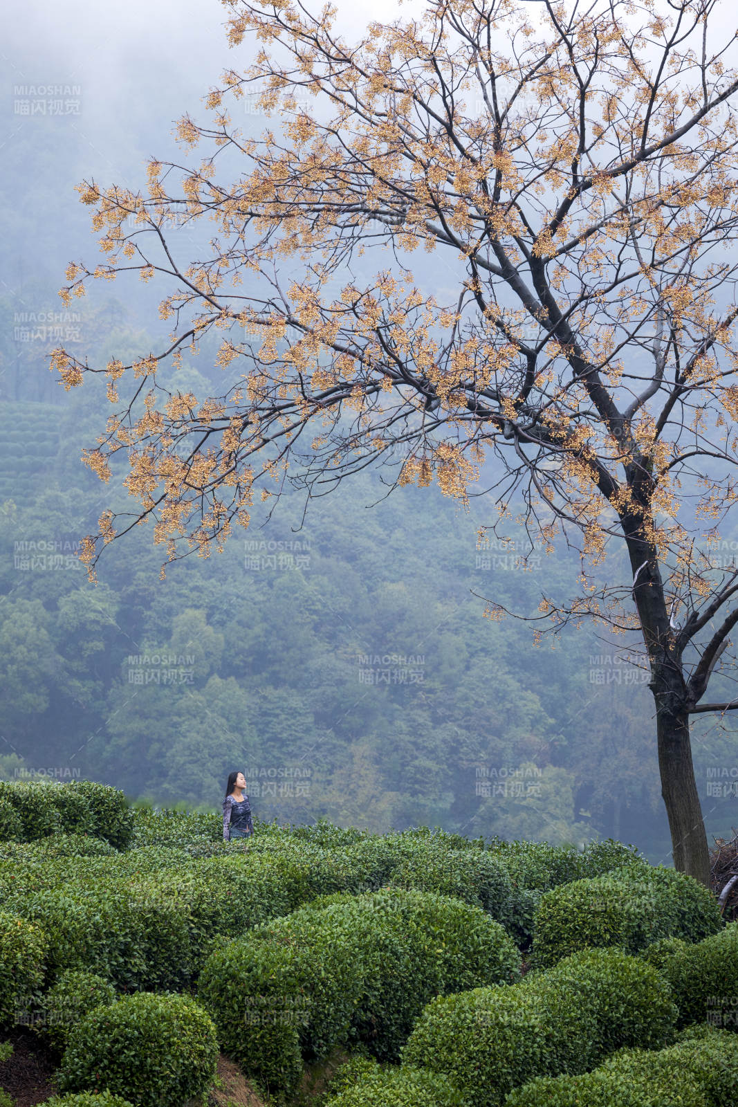 茶山晨雾 树影婆娑图片