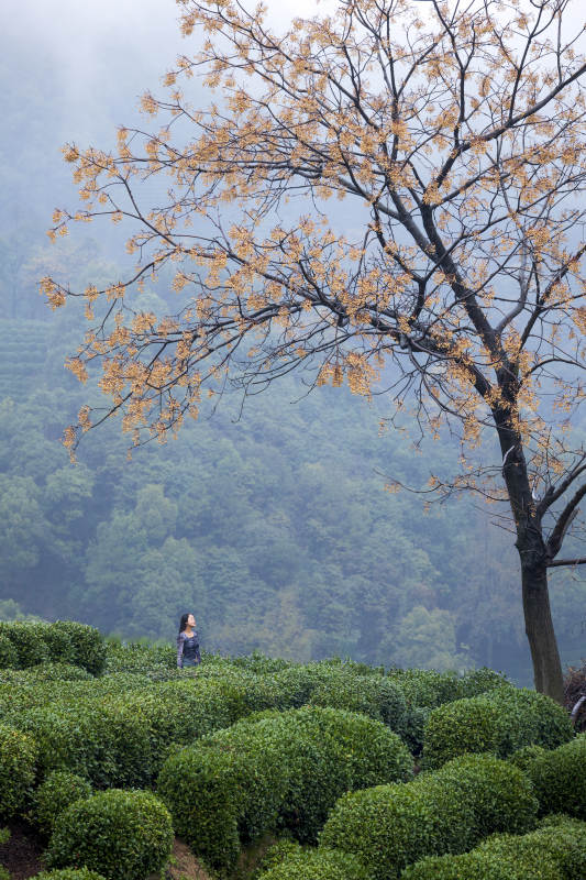 茶山晨雾 树影婆娑图片