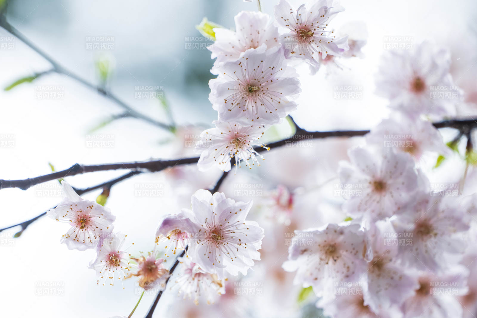 樱花绽放 春意盎然图片