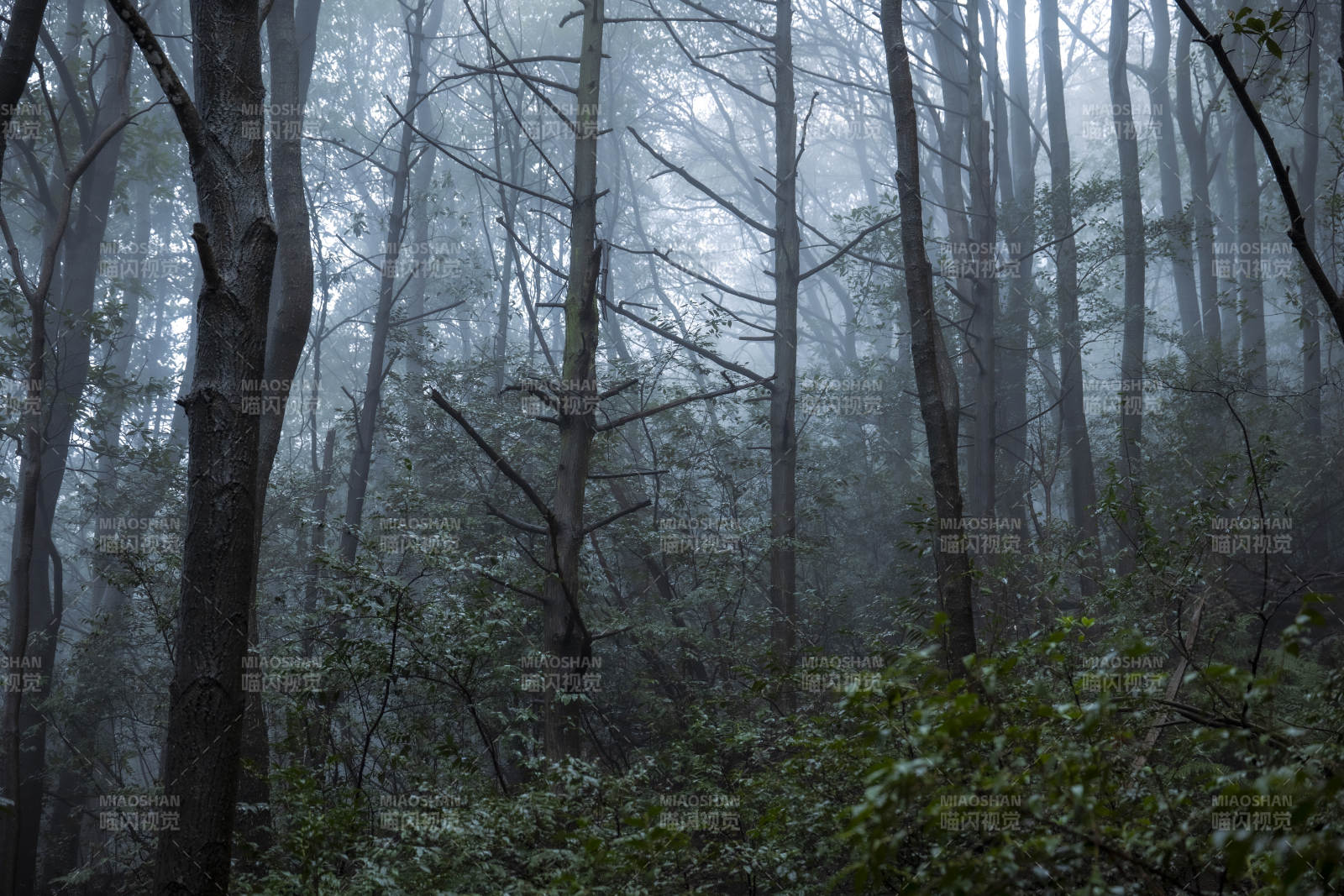 雾中森林 神秘幽静图片