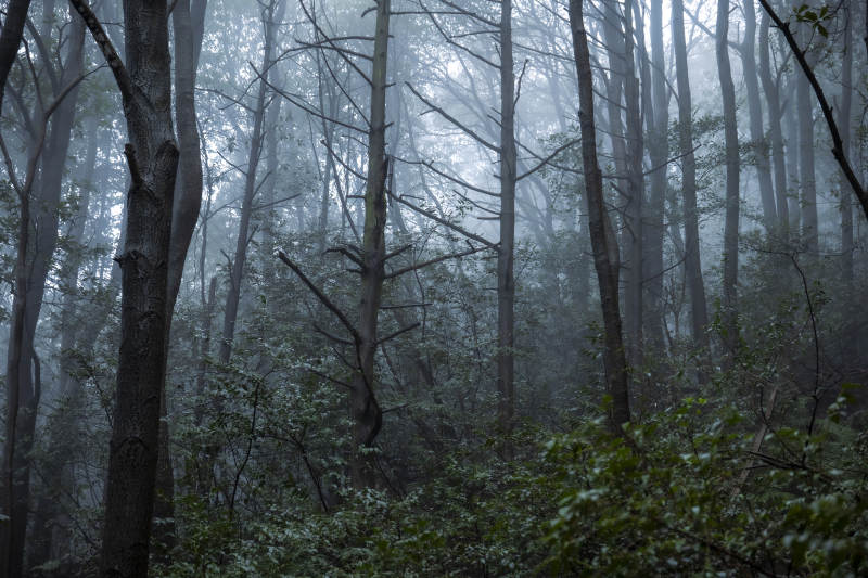 雾中森林 神秘幽静图片