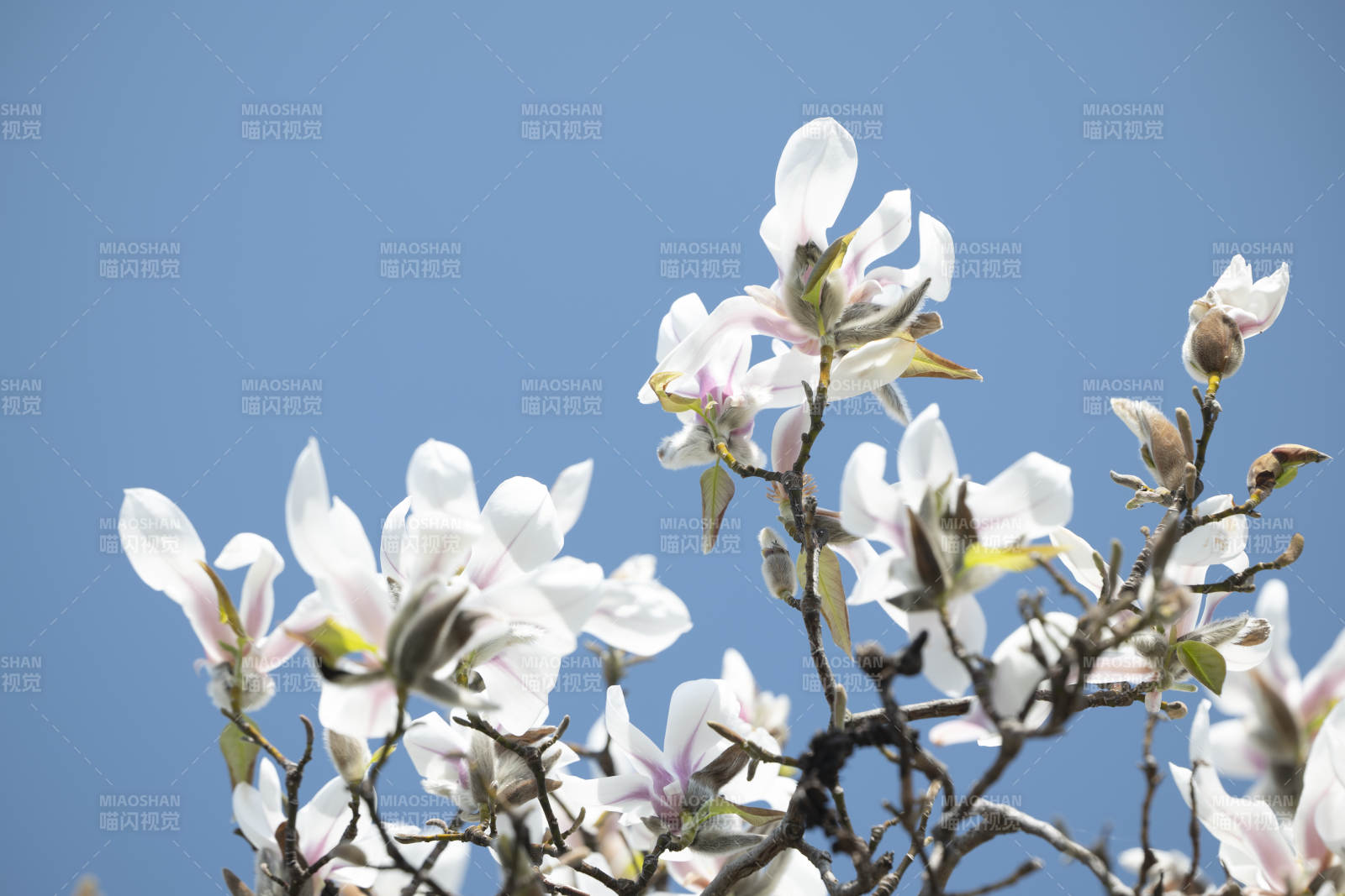 春日白花映蓝天图片