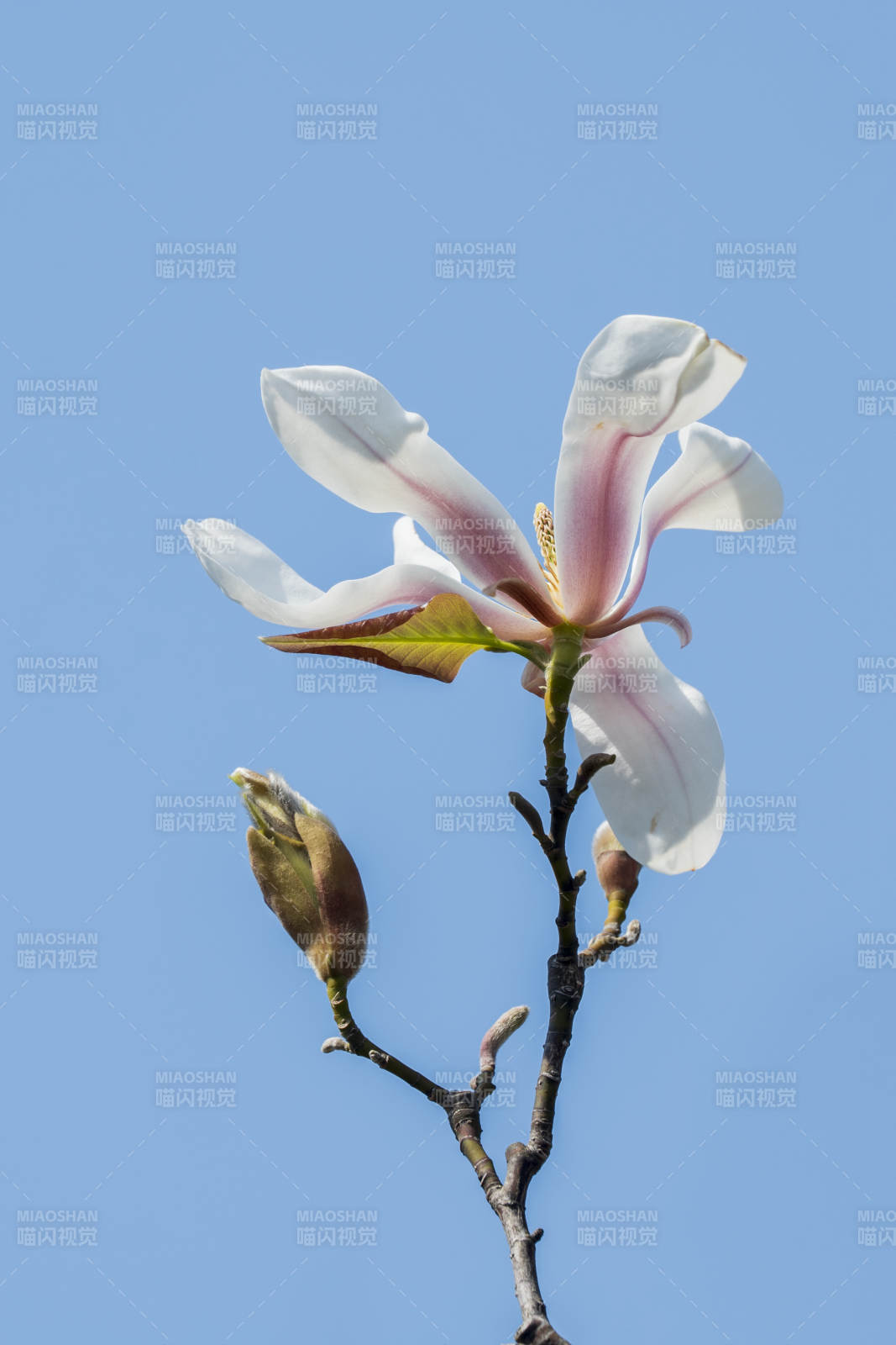 玉兰花绽放 春意盎然图片