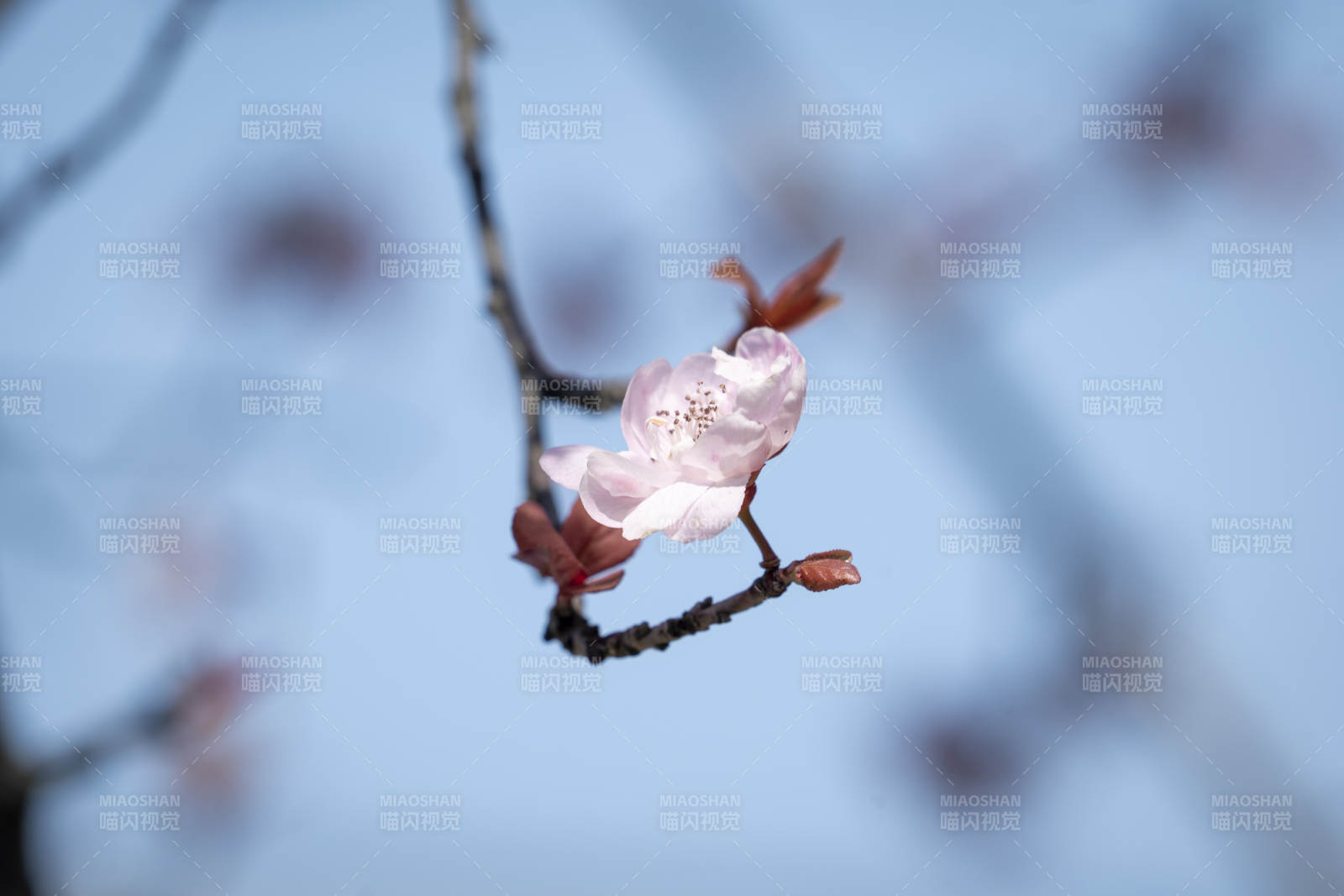 春日枝头绽放的樱花图片