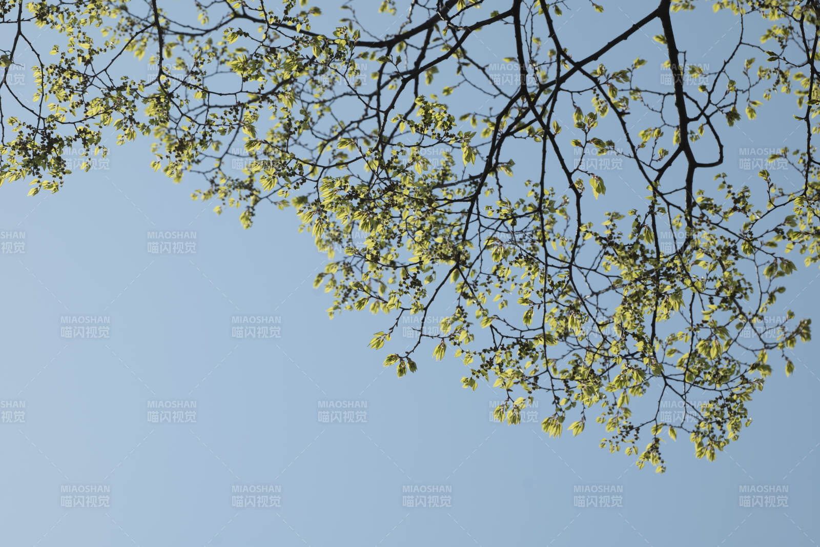 春日新绿映蓝天图片