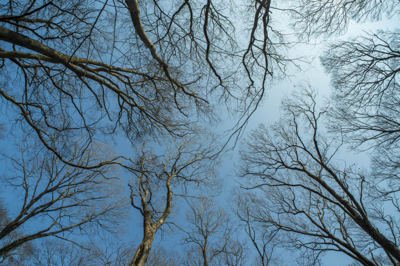 冬日林梢 蓝天映衬图片