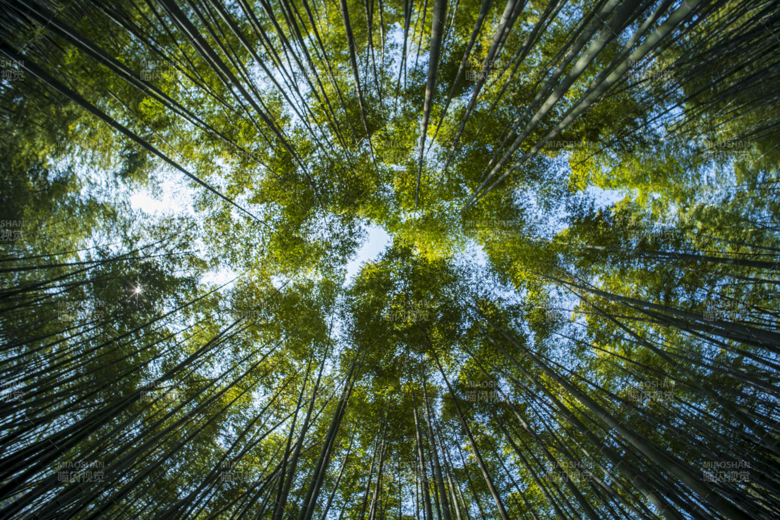 竹林仰望 蓝天映衬图片