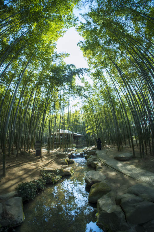 竹林幽径 清溪潺潺图片