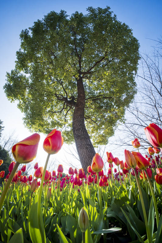 春日树下郁金香盛开图片