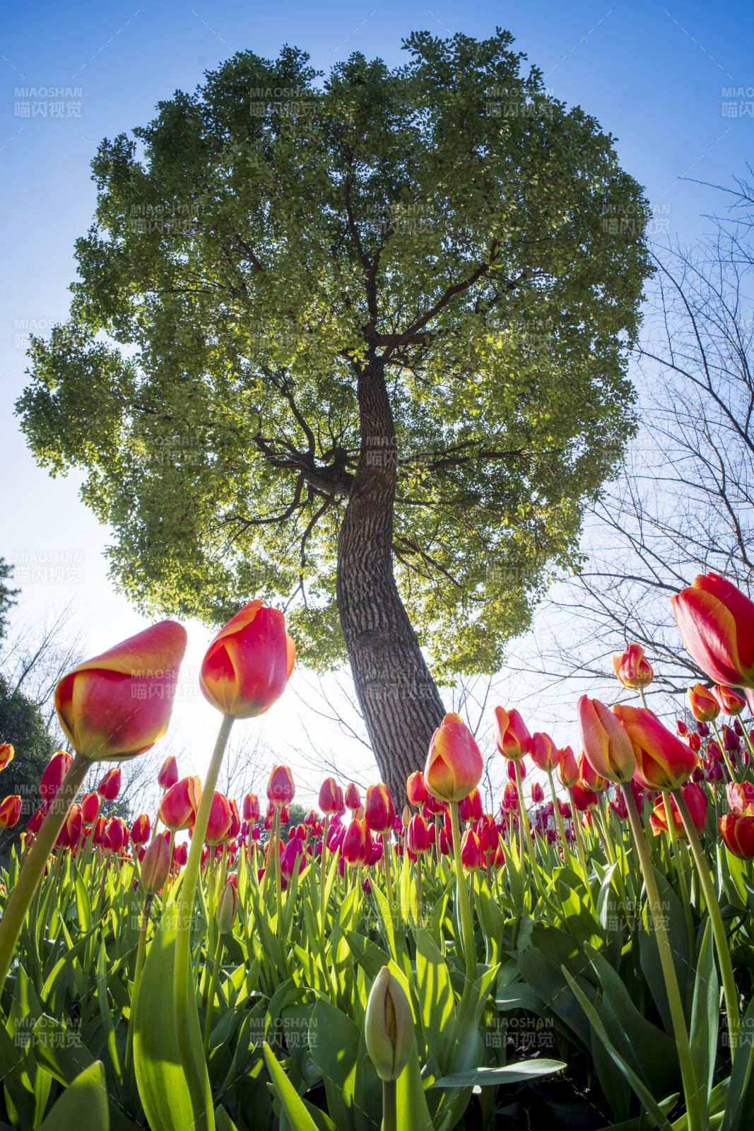 春日树下郁金香盛开图片
