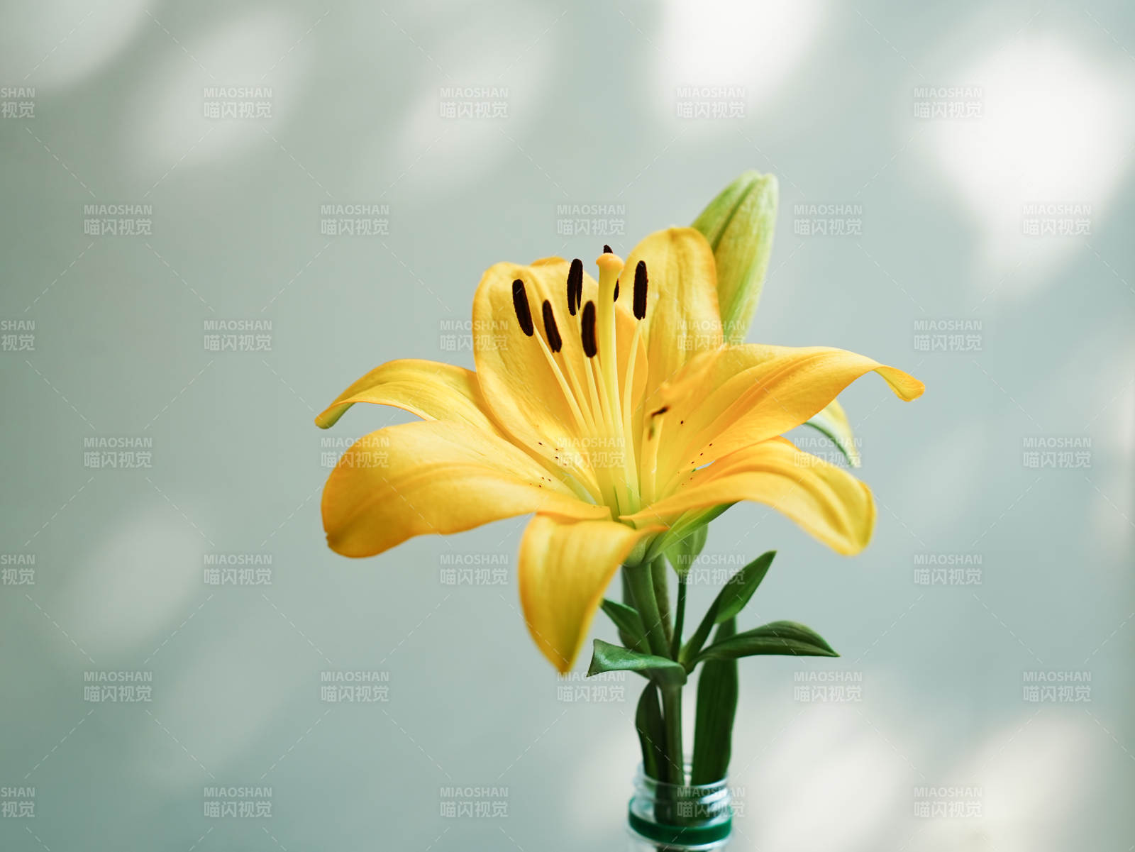 黄色百合花的静谧之美图片