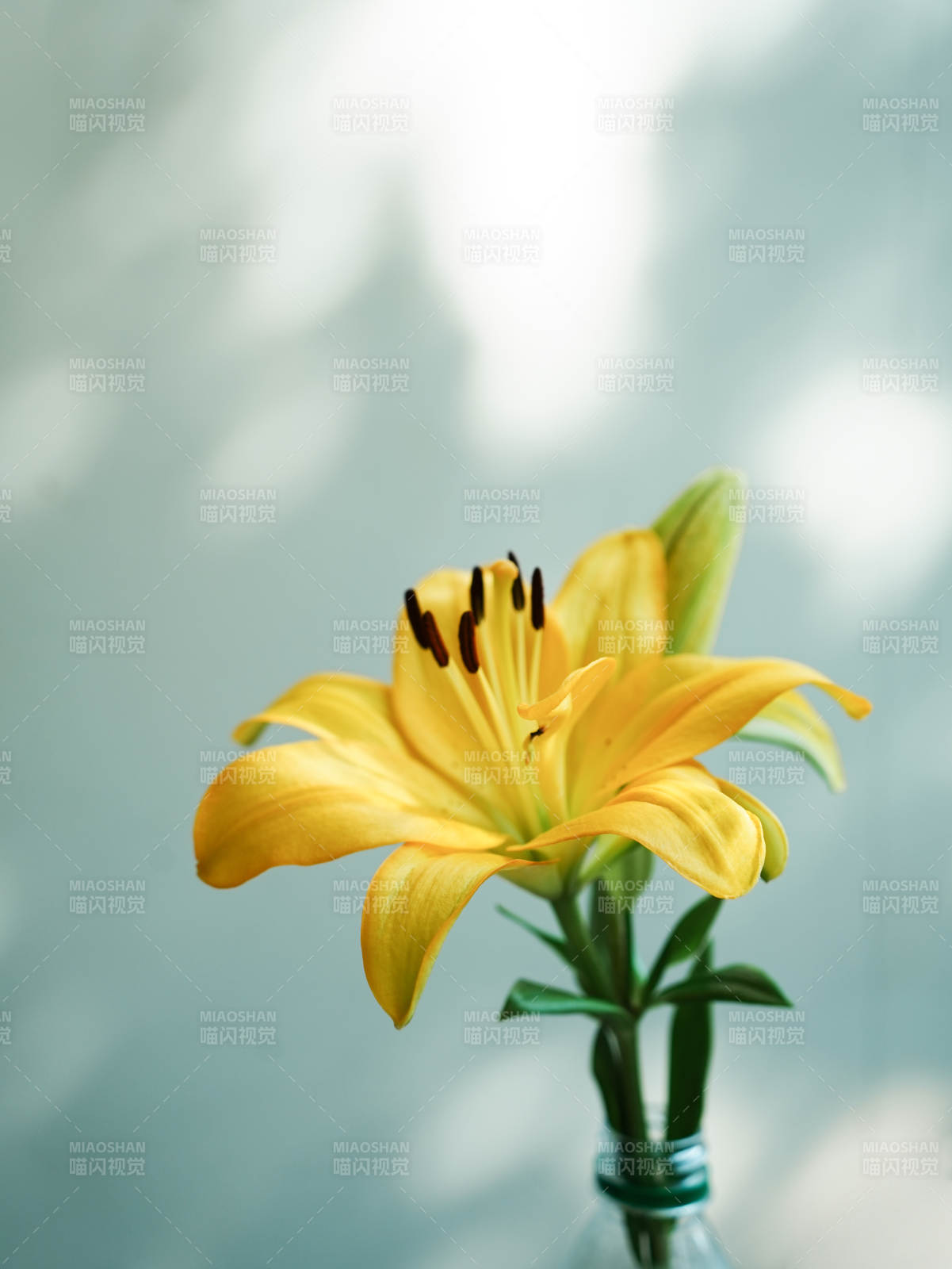 瓶中绽放的黄色百合花图片