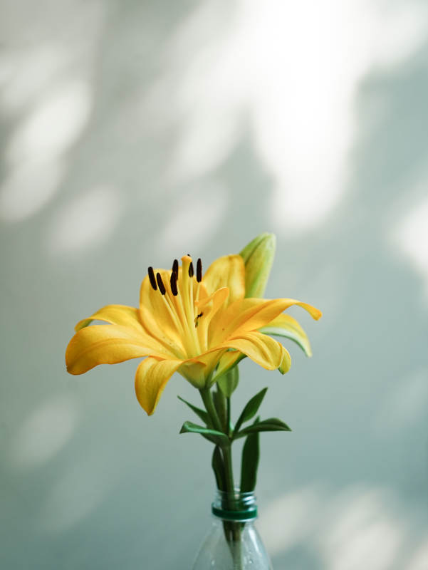 瓶中绽放的黄色百合花图片